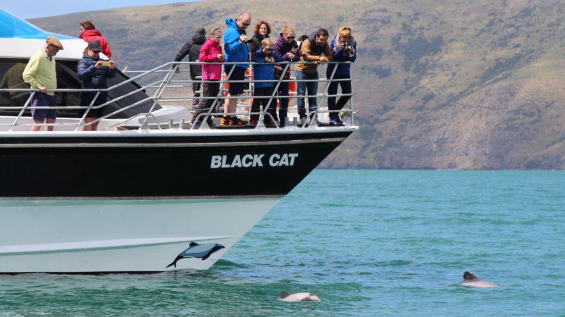 Discover playful, rare New Zealand Hector's dolphins, fur seals, penguins and many other kinds of sea birds, on Akaroa Harbour.
